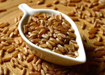 Il Kamut non è un cereale di lusso!