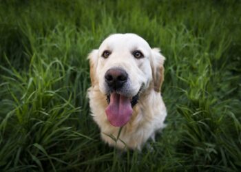 Il vostro cane ha l’alito pesante? Fate così